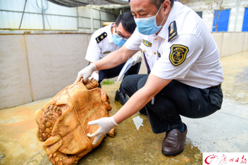 广州首次大批量进口苏卡达陆龟